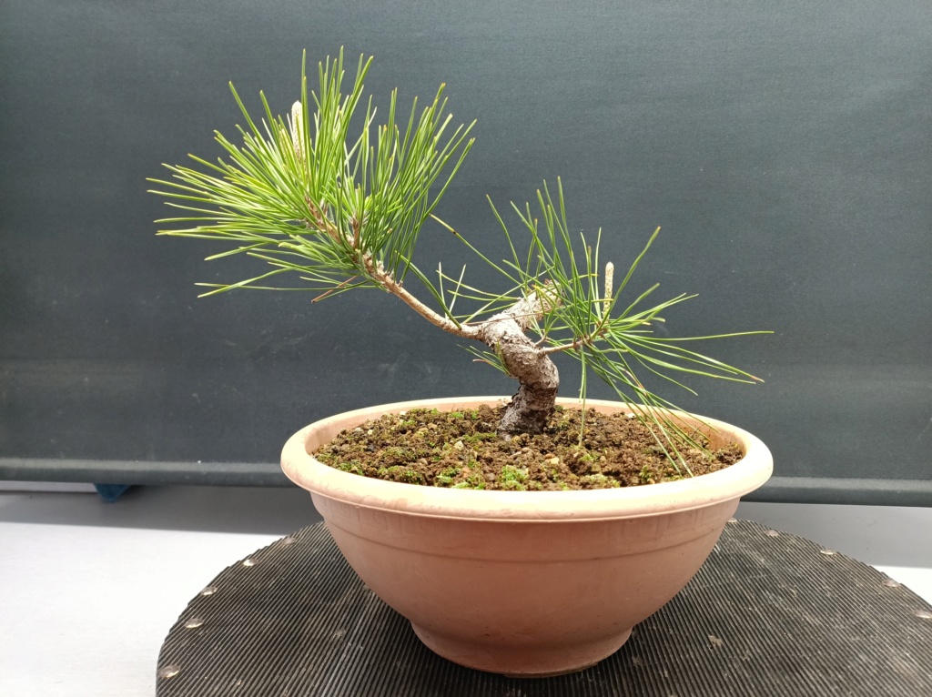 Pinus Thunbergii - Semilla - Primavera 2021 Img_1073
