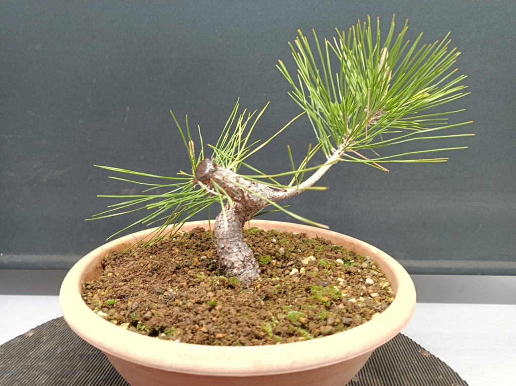 Pinus Thunbergii - Semilla - Primavera 2021 Img_1075