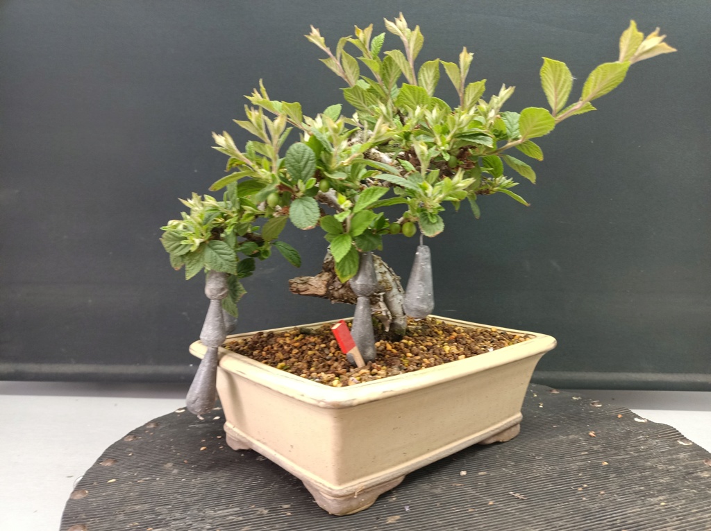 Prunus Tomentosa - Vivero - Enero 2020 Img_1311