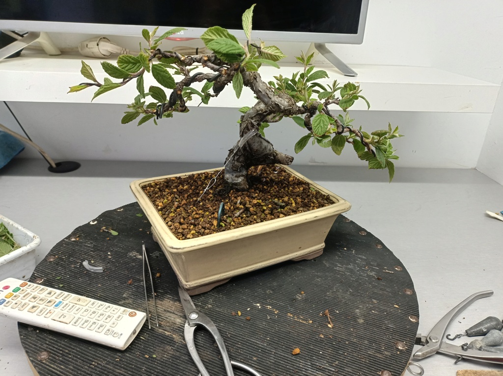 Prunus Tomentosa - Vivero - Enero 2020 Img_1315