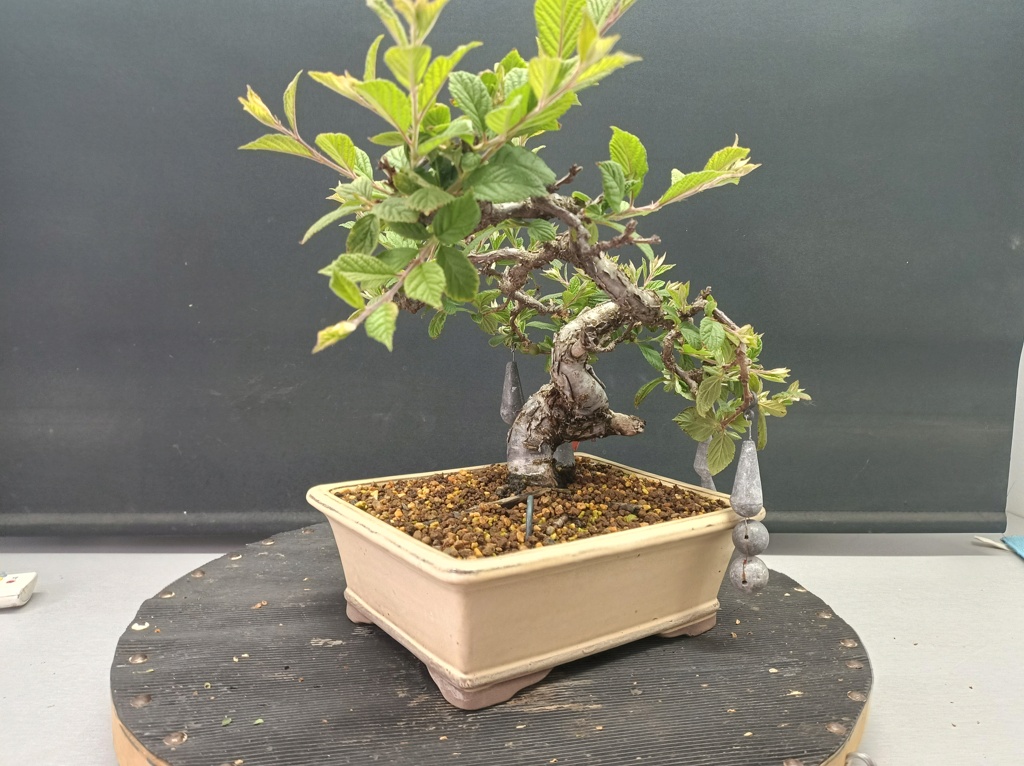 Prunus Tomentosa - Vivero - Enero 2020 Img_1316