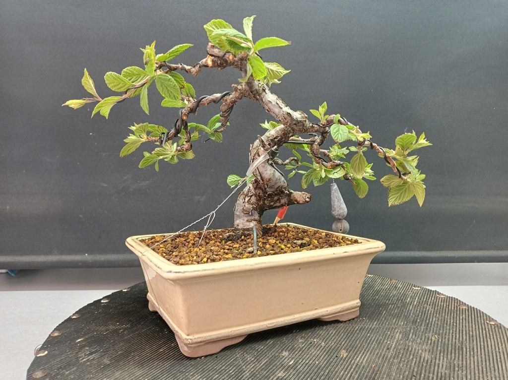 Prunus Tomentosa - Vivero - Enero 2020 Img_1318