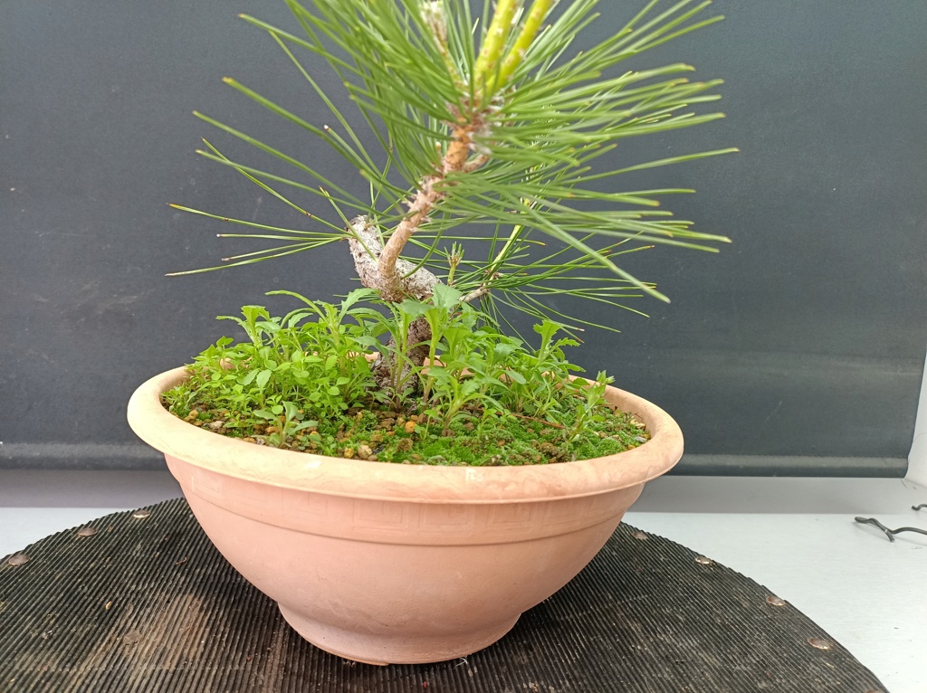 Pinus Thunbergii - Semilla - Primavera 2021 Img_1387