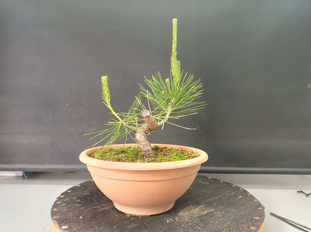 Pinus Thunbergii - Semilla - Primavera 2021 Img_1391