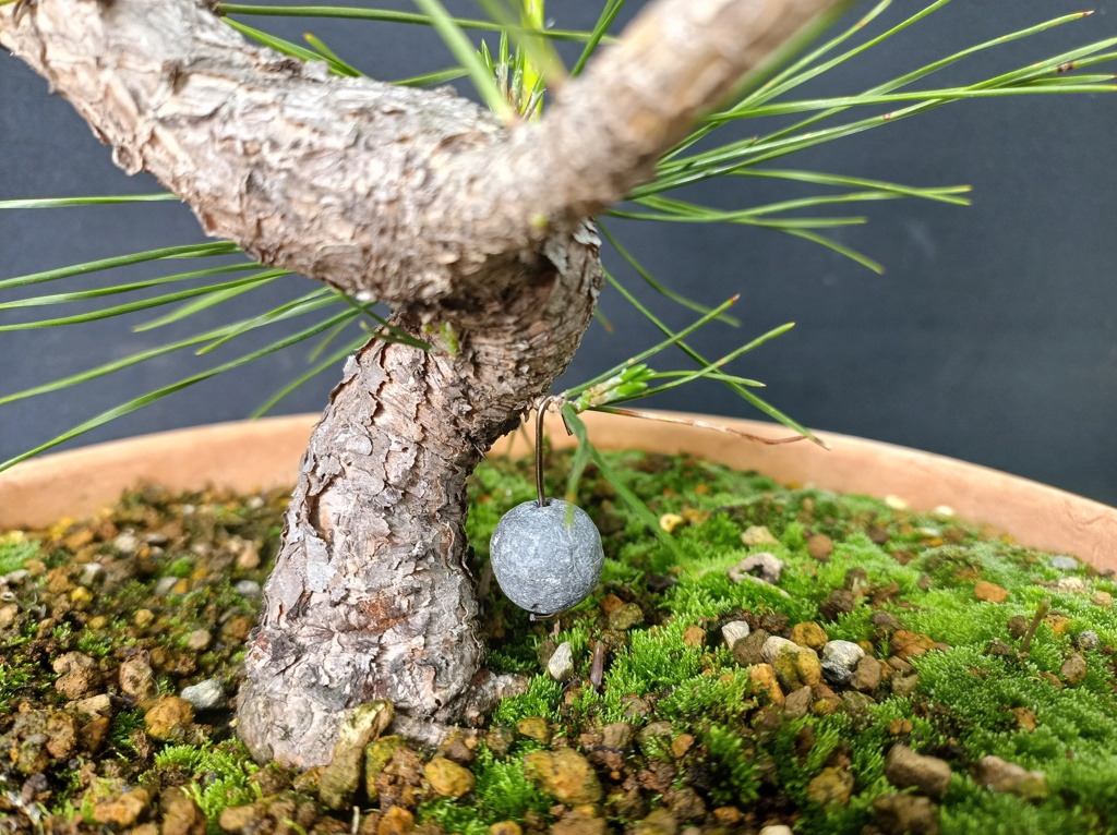 Pinus Thunbergii - Semilla - Primavera 2021 Img_1394
