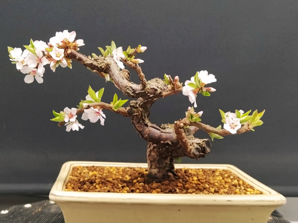 Prunus Tomentosa - Vivero - Enero 2020 Img_2096