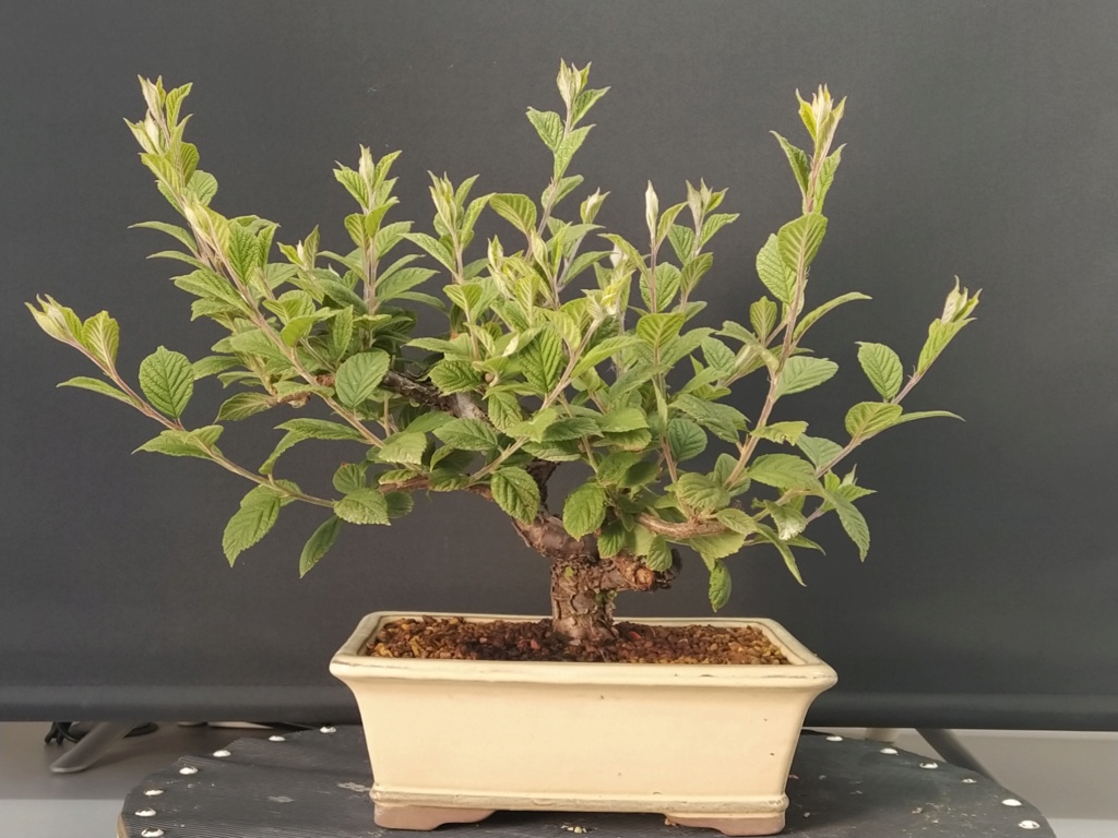 Prunus Tomentosa - Vivero - Enero 2020 Img_2457
