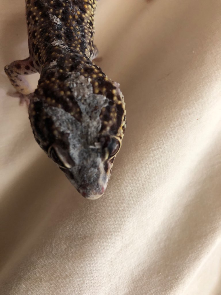 Gecko léopard : protubérance au dessus de l'œil. Img_2011