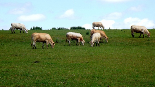 Photos de voyage sur le thème de la vache Dscf7015