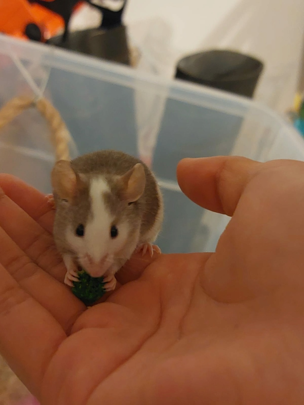 Hi! from a new mouse owner! Img-2010