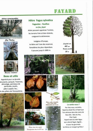Nos arbres, des racines et des feuilles La_fay12
