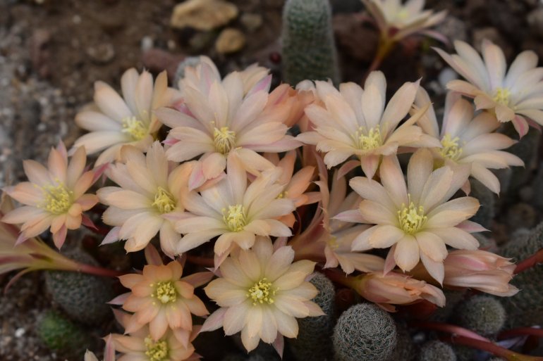 Rebutia sunrise. Dsc_0022