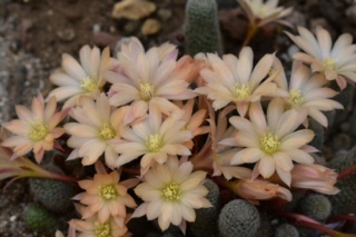 Cactus. Famille Cactaceae. Dsc_0025