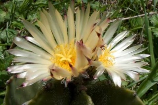 Fou de Cactus et autres Succulentes ! Fb_img28