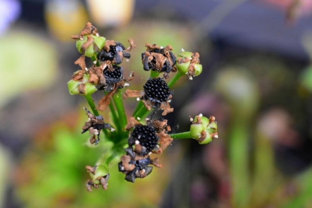 Dionee muscipula, de la plante aux graines.  Image_17