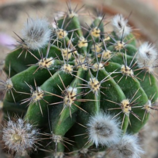 Fou de Cactus et autres Succulentes ! Img_2019