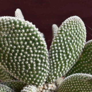 Fou de Cactus et autres Succulentes ! Img_2021