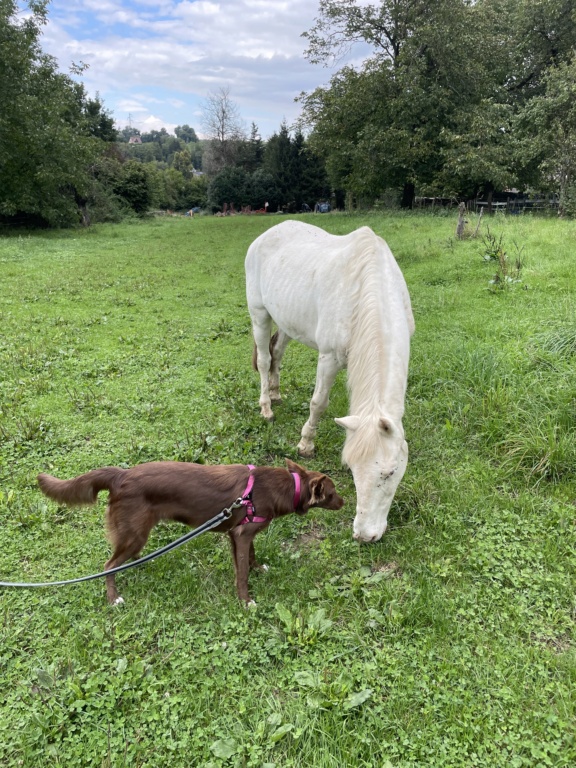 MALYA (ex MANYA) - chiot femelle, de taille moyenne à l'âge adulte - née environ en décembre 2021 - REMEMBER ME LAND - EN FAMILLE D'ACCUEIL CHEZ Elisa (68) - Adoptée par Lorène (54)  C7915610