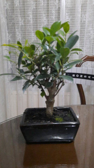 Mi primer bonsai Img-2015