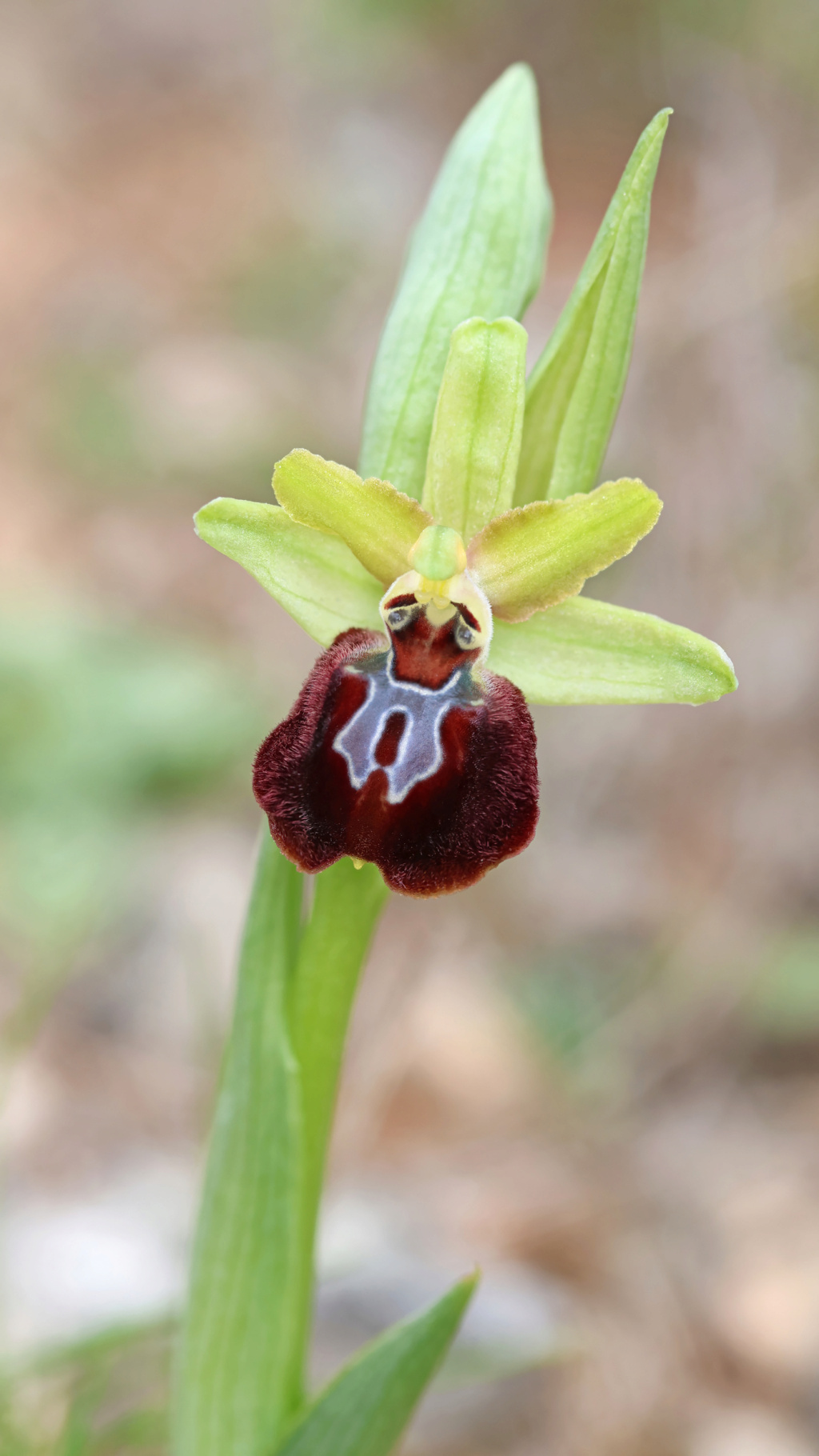 Hybride d'Ophrys de Martigues Dg161210