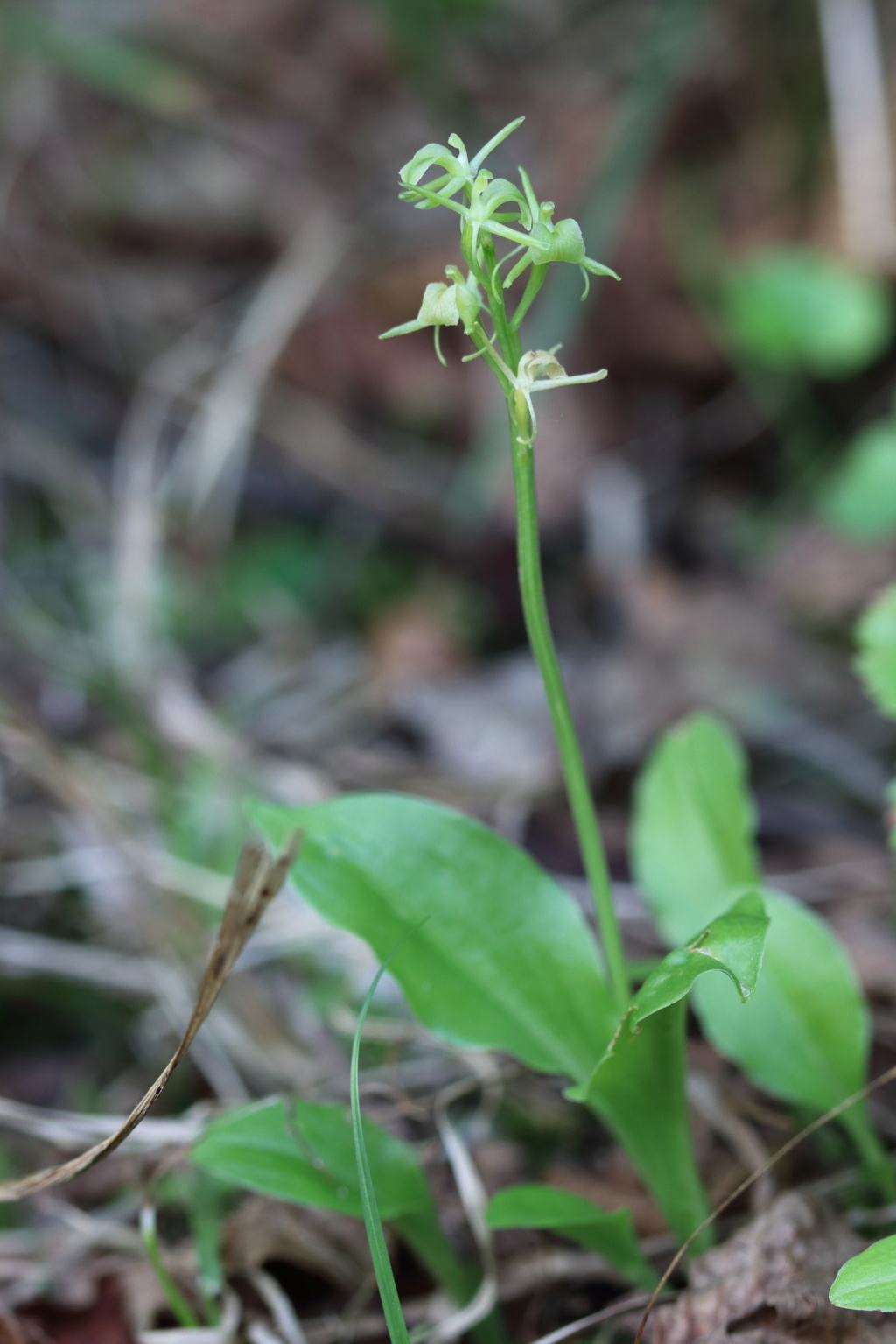 Liparis nemoralis Lipari11