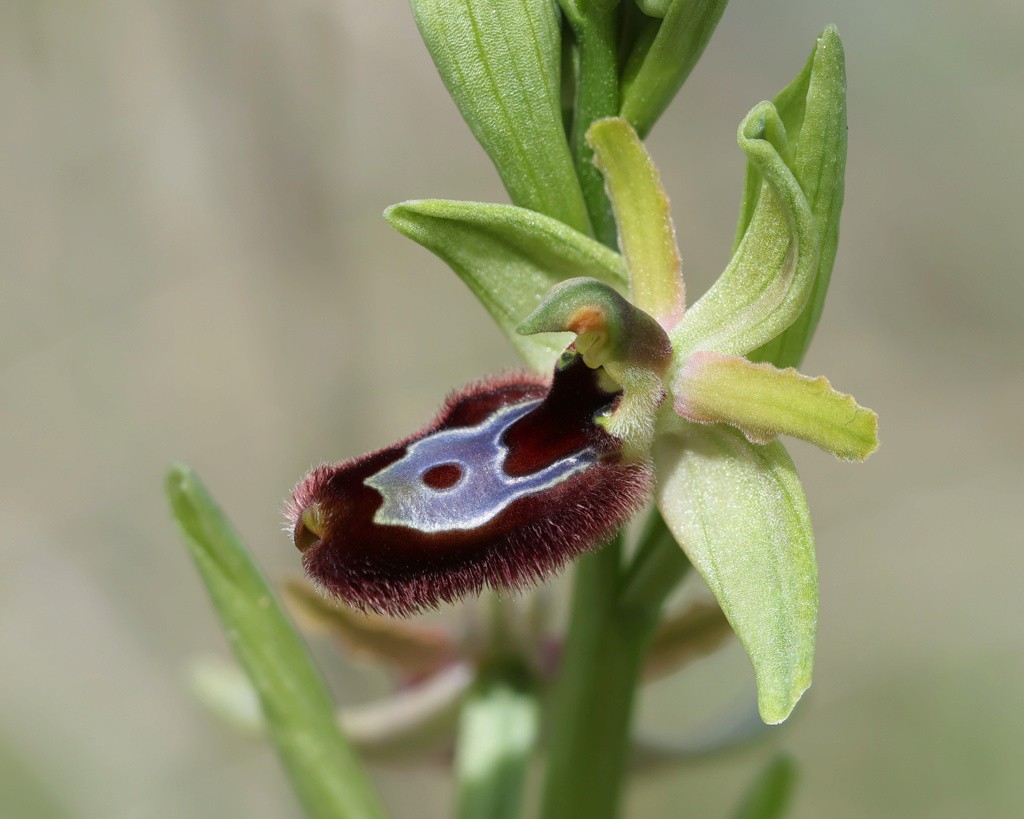 Pouilles avril 2024 Ophrys16