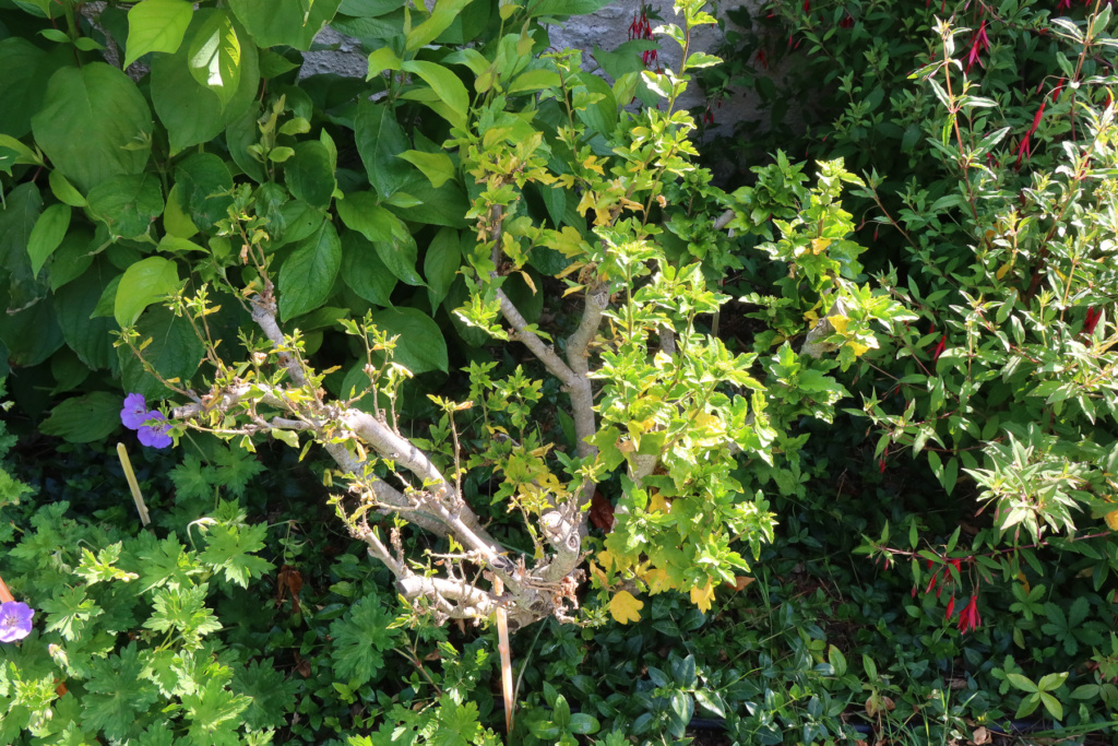 Pourquoi certains de mes hibiscus (althéa) dépérissent ? 07072311