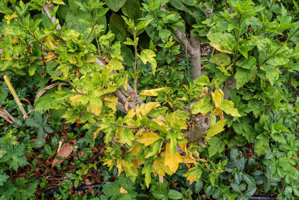 Pourquoi certains de mes hibiscus (althéa) dépérissent ? 18062310