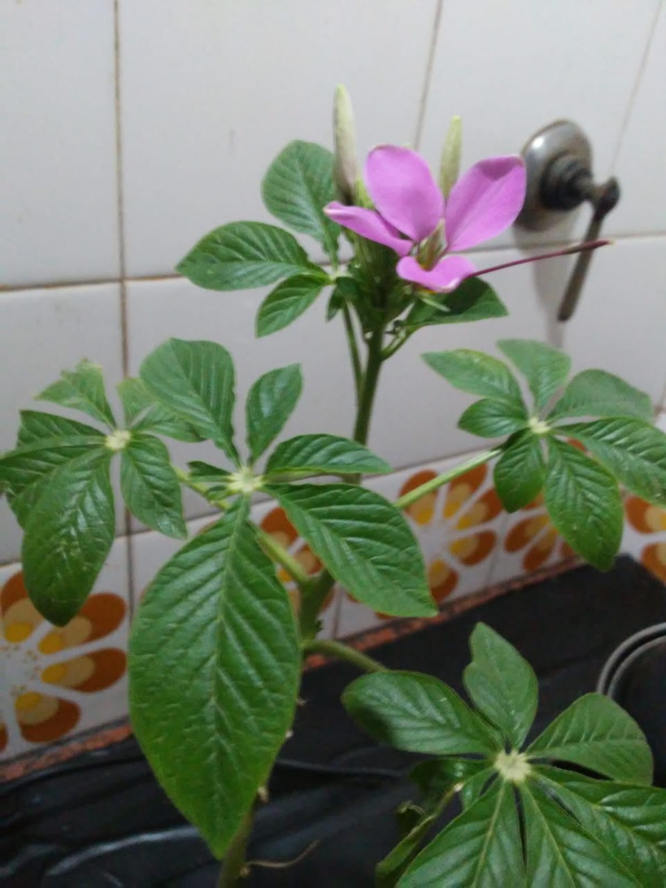 ¿Que planta es? Flor morada. Whatsa10