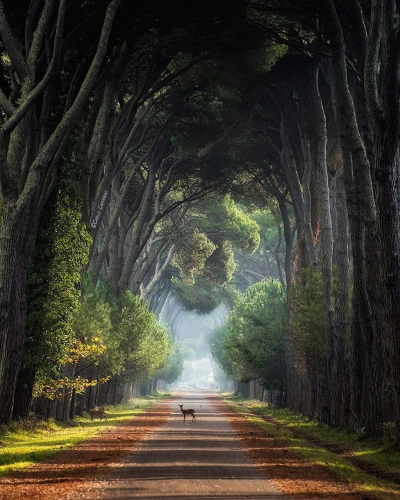 Туннель из деревьев в парке Мильярино, Италия. Photo_28