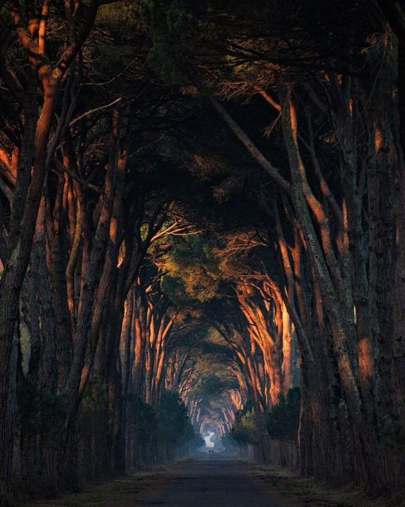 Туннель из деревьев в парке Мильярино, Италия. Photo_29