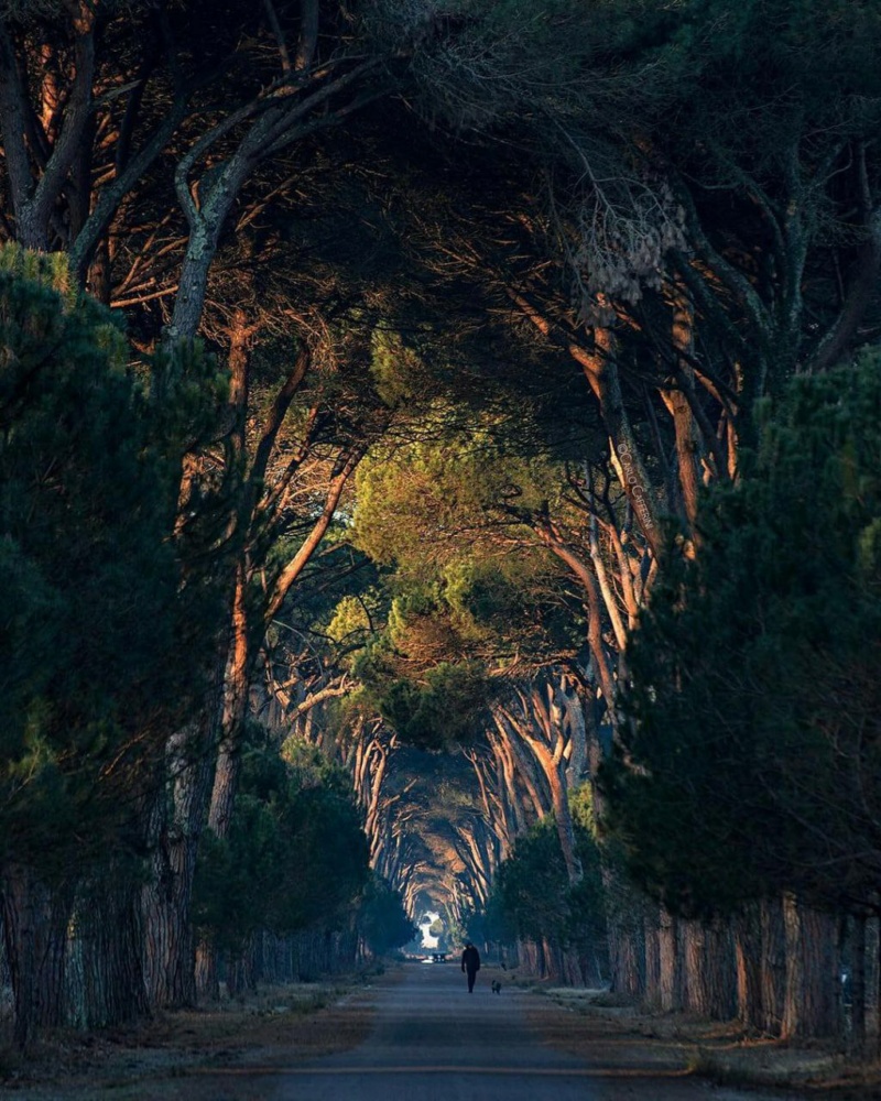 Италия - Туннель из деревьев в парке Мильярино, Италия. Photo_31