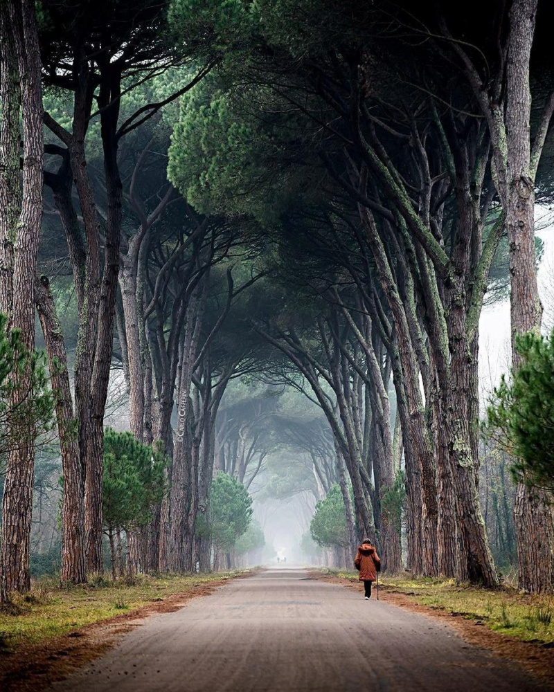 Туннель из деревьев в парке Мильярино, Италия. Photo_33