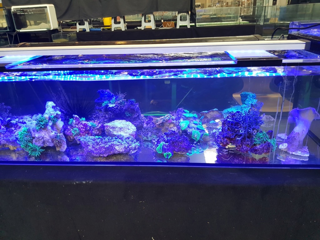 Foire ANNULEE - Betta Show, Friedrichshafen, 6-8 mars 2020 88423211