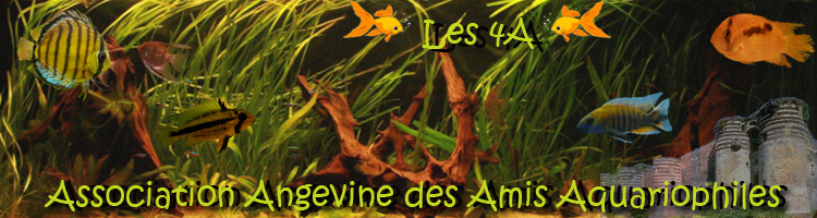 ASSOCIATION AQUARIOPHILE D' ANGERS