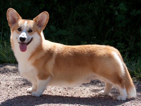  bébés  welsh Corgi Cardigan (vendu) Chiens10