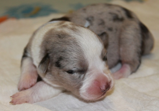  bébés  welsh Corgi Cardigan (vendu) Ciel110