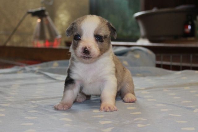  bébés  welsh Corgi Cardigan (vendu) Ciel112