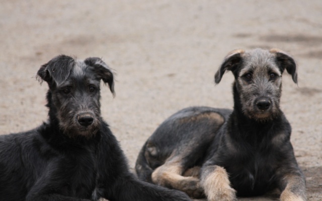 bébés irish wolfhound levrier irlandais LOF - Page 2 Img_0710