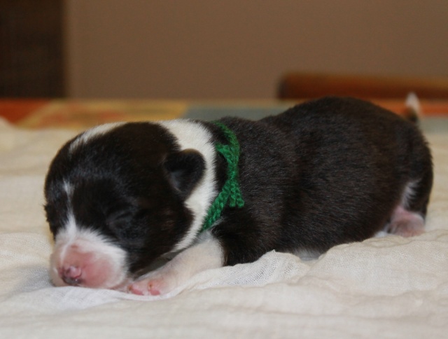 bébés welsh Corgi Cardigan (vendu) Vert210