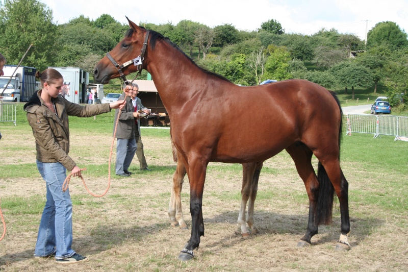 Concours Local Poulinires  ST-SAUVEUR-LE-VICOMTE 8-po-s12