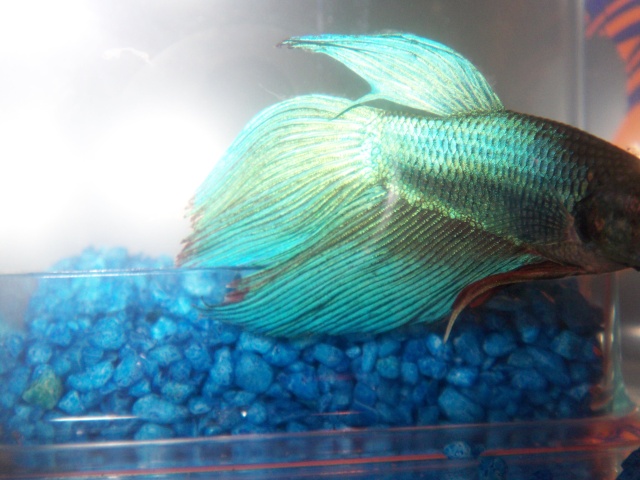 Mon betta Caudal10