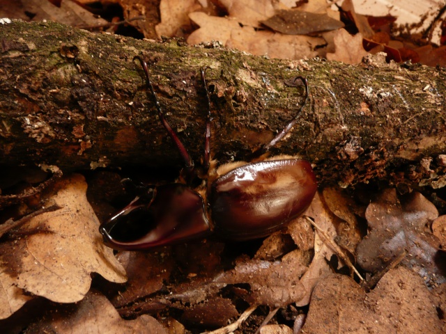 Xylotrupes florensis Dimanc14