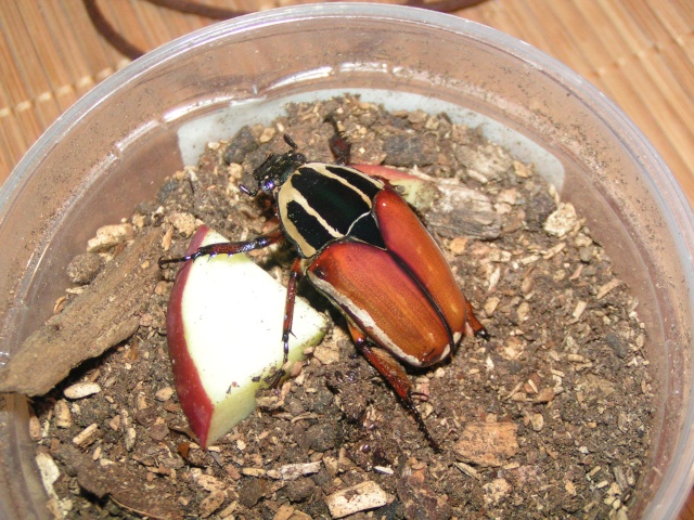 Mecynorrhina torquata X ugandensis Mardi_11