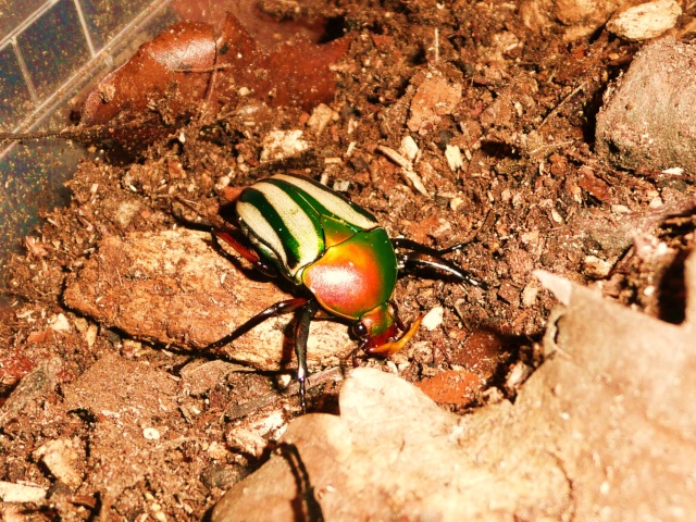 Eudicella gralli hubini P1020616