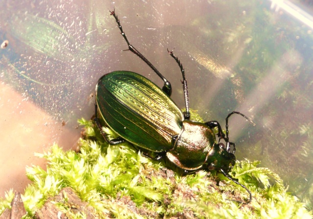 [Carabus (Morphocarabus) monilis]Carabus monilis ? P1020629