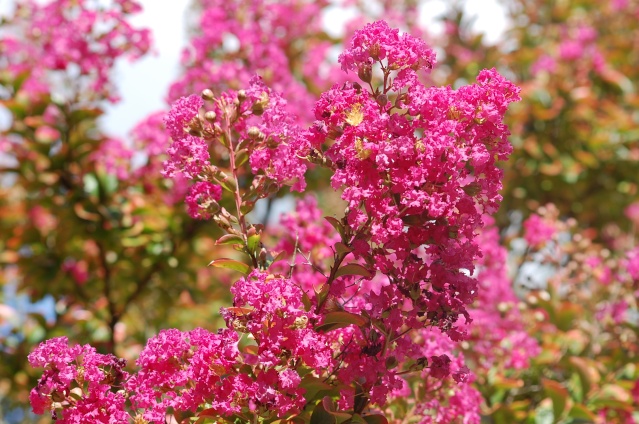 MES PHOTOS (fleurs) Dsc_8911