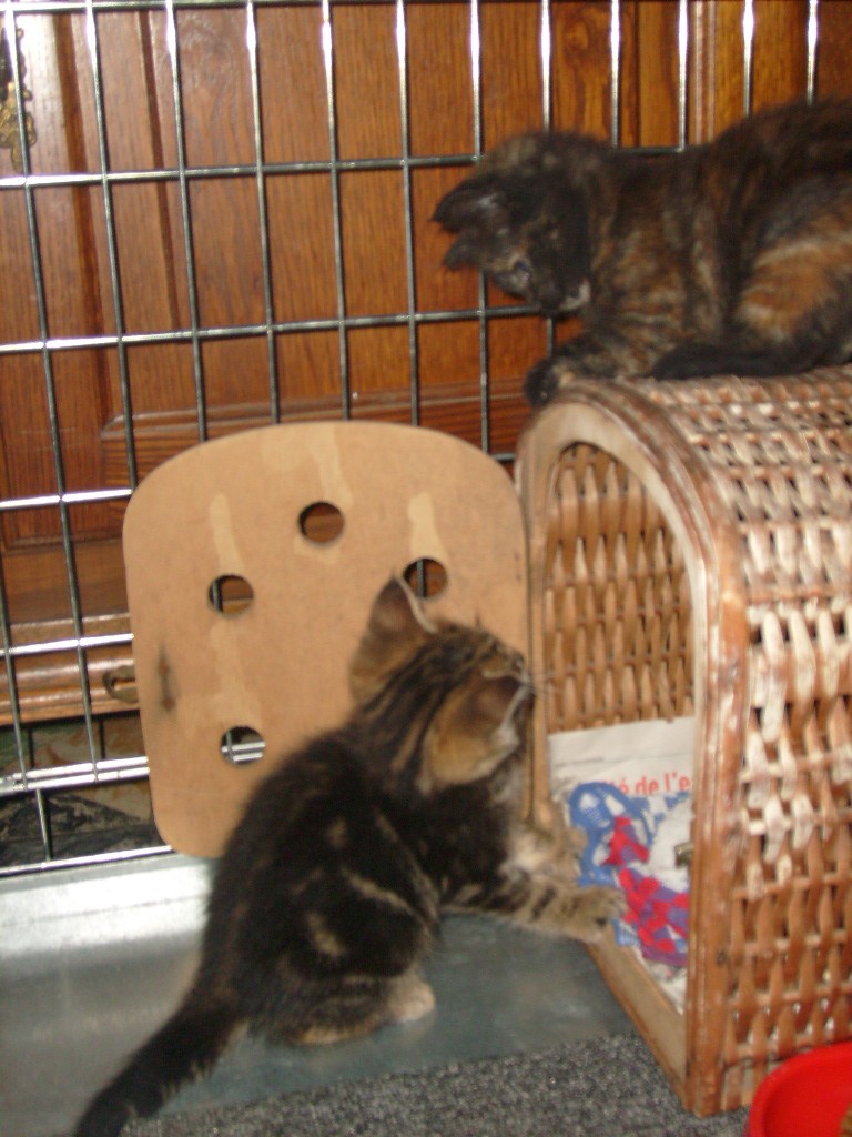 2 chatons  adopter 01311