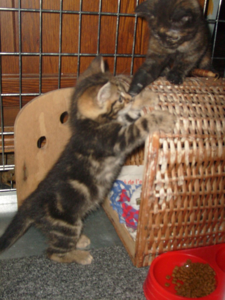 2 chatons  adopter 01411