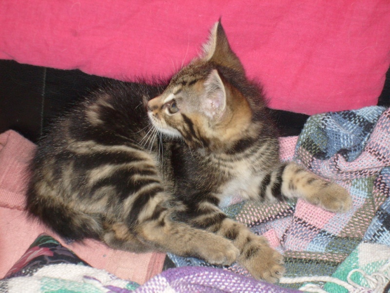 2 chatons  adopter 18060813
